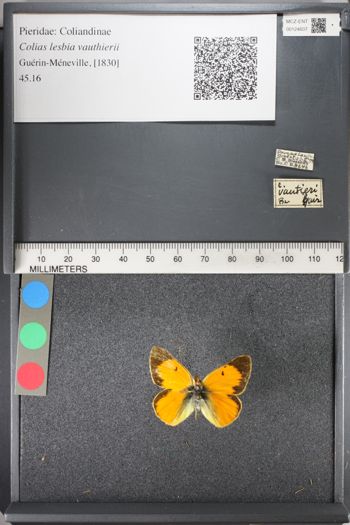 Media type: image;   Entomology 124607